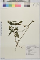 藏品()的圖片