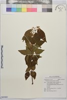 藏品(呂宋莢迷)的圖片