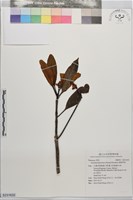 藏品(細葉茶梨)的圖片