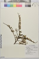 藏品(笑靨花)的圖片