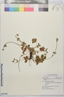 藏品(高山翻白草)的圖片