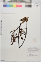 藏品(臺灣赤楊、臺灣榿木)的圖片