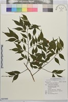 藏品(尾葉山茶)的圖片