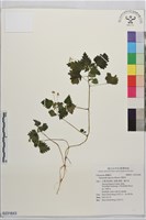 藏品(花點草)的圖片