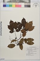 藏品(紫花野木瓜)的圖片
