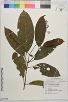 藏品(山香圓)的圖片