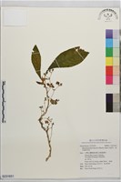 藏品(同蕊草、異色線柱苣苔)的圖片