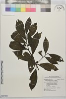藏品(小葉樹杞)的圖片