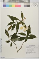 藏品(華八仙)的圖片