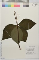 藏品(臺灣及己)的圖片