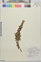 藏品(北仲, 刺裸實)的圖片