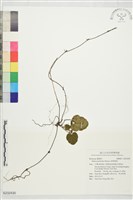 藏品(刺萼寒莓)的圖片