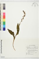 藏品(厚唇粉蠂蘭)的圖片