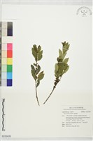 藏品(假黃楊)的圖片