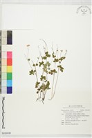 藏品(傅氏唐松草)的圖片