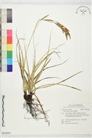 藏品(扁果薹)的圖片