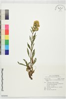 藏品(一枝黃花)的圖片