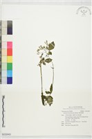 藏品(嫩莖纈草)的圖片