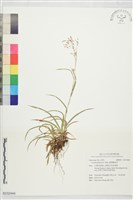 藏品(臺灣糖星草)的圖片