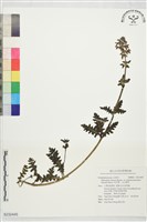 藏品(馬先蒿，玉山蒿草)的圖片