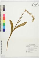 藏品(長距粉蝶蘭)的圖片