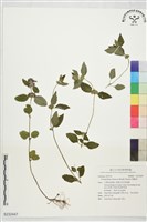 藏品(風輪菜)的圖片