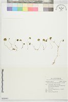 藏品(姬天胡荽，毛天胡荽)的圖片