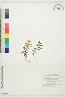 藏品(能高金絲桃)的圖片