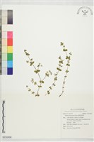 藏品(圓葉豬殃殃)的圖片