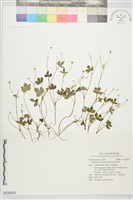 藏品(鹿場毛茛)的圖片