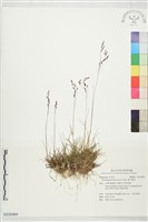 藏品(曲芒髮草)的圖片