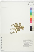 藏品(玉山金梅)的圖片