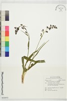 藏品(臺灣藜蘆)的圖片