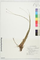 藏品(玉山針藺)的圖片