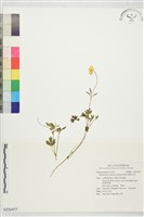 藏品(蓬萊毛茛)的圖片