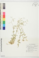 藏品(亞毛無心菜)的圖片