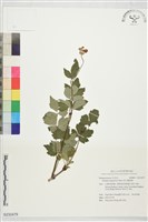 藏品(高山鐵線蓮)的圖片