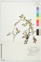 藏品(彎果黃菫)的圖片