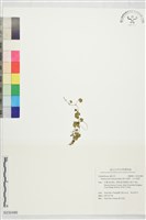 藏品(姬天胡荽，毛天胡荽)的圖片