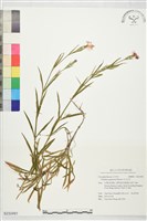 藏品(玉山石竹)的圖片