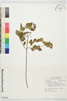 藏品(假繡線菊)的圖片