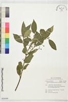 藏品(淡綠葉衛矛, 恆春衛矛)的圖片