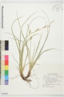 藏品(中國宿柱薹)的圖片