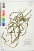 藏品(天門冬)的圖片