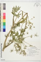 藏品(森氏當歸)的圖片