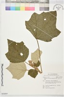 藏品(華參、裡白八角金盤)的圖片