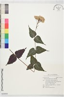 藏品(腺葉澤蘭)的圖片