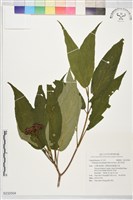 藏品(壺花莢迷)的圖片