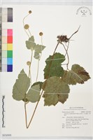 藏品(小白頭翁、野棉花)的圖片