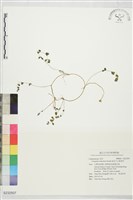 藏品(能高大山紫雲英)的圖片